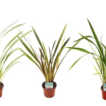 Phormium tenax MIX