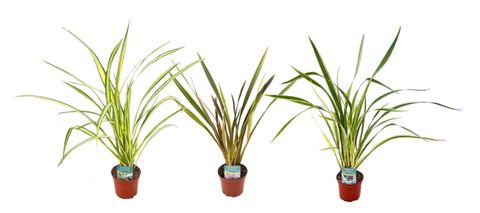 Phormium tenax MIX
