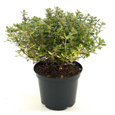 Escallonia 'Red Dream'