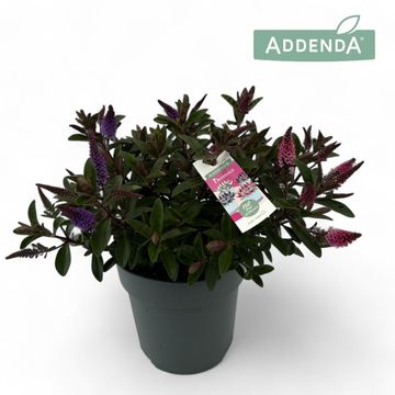 Hebe ADDENDA MIX