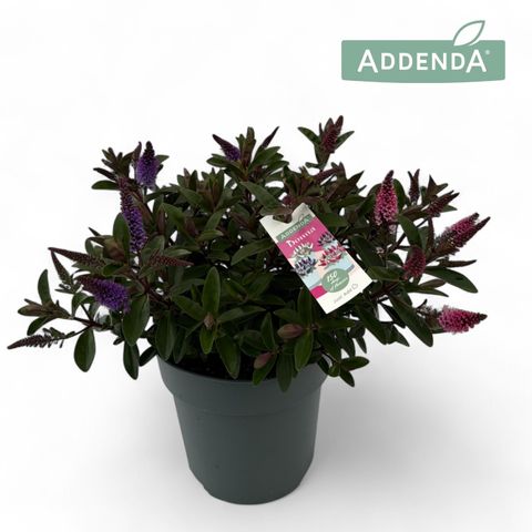 Hebe ADDENDA MIX