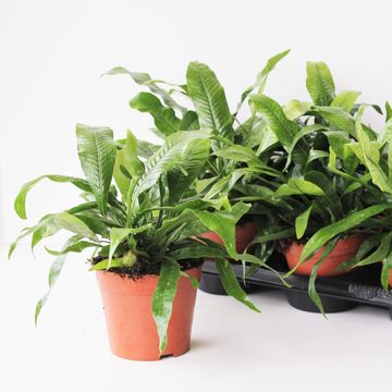 Aglaomorpha coronans