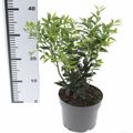 Sarcococca confusa