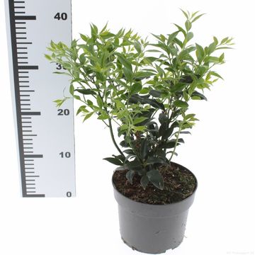 Sarcococca confusa