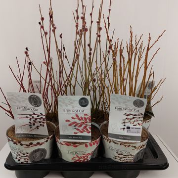 Salix MIX