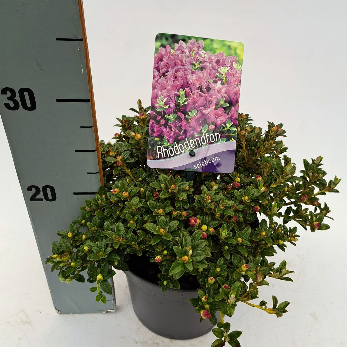 wisteria pods Blue Rain Wisteria seeds best gift for him and her home decor teacher –  Helen's Greenhouse