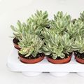 Crassula 'Moneymaker Variegata'