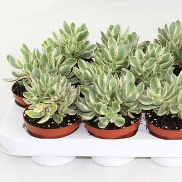 Crassula 'Moneymaker Variegata'