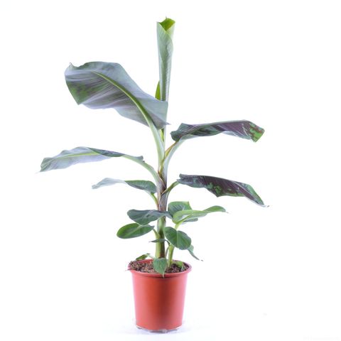 Musa acuminata 'Cavendish'