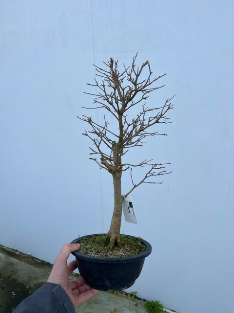 Acer buergerianum