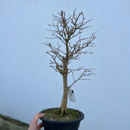 Acer buergerianum