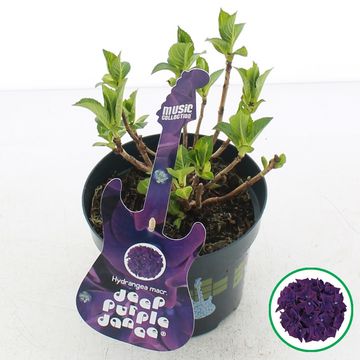 Hydrangea macrophylla MUSIC COLLECTION DEEP PURPLE DANCE