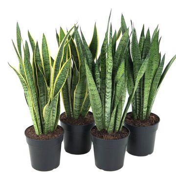 Sansevieria MIX