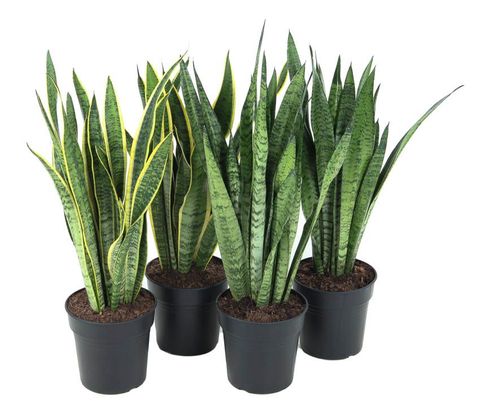 Sansevieria MIX