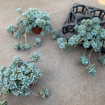 Sedum clavatum