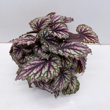 Begonia JUNGLE WONDER RAINBOW