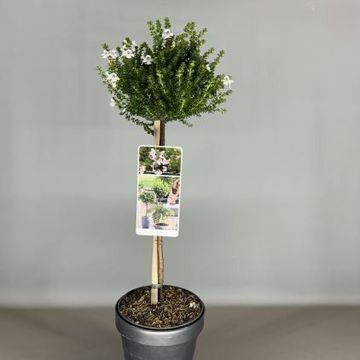 Prostanthera cuneata