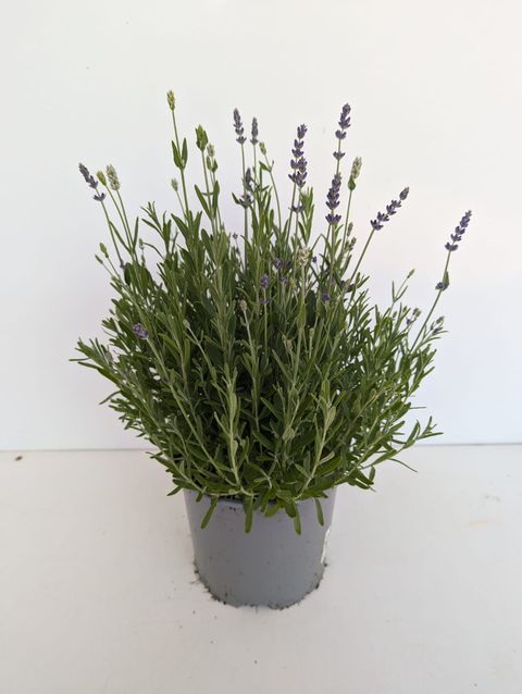 Angelonia angustifolia MIX IN POT