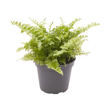 Nephrolepis exaltata 'Fluffy Ruffles'