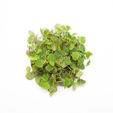 Aquatic plants FLOATING MIX