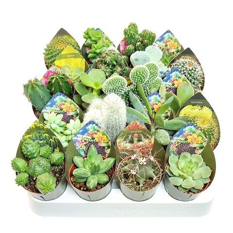 Cactus MIX