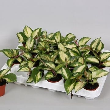 Hoya carnosa 'Tricolor'