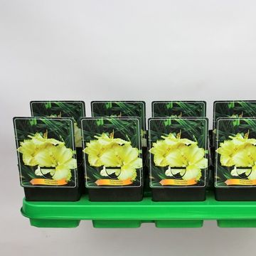 Hemerocallis 'Villa Vanilla'