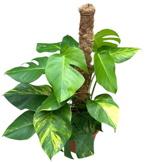 Monstera deliciosa 'Variegata Aurea'