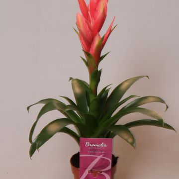 Tillandsia 'Ziva'