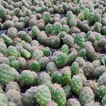 Opuntia fragilis denudata