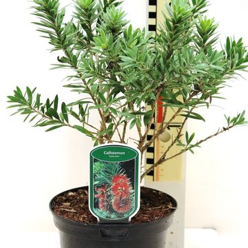 Callistemon viminalis 'Little John'