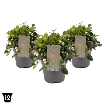 Gaultheria procumbens CIAO BELLA WHITE