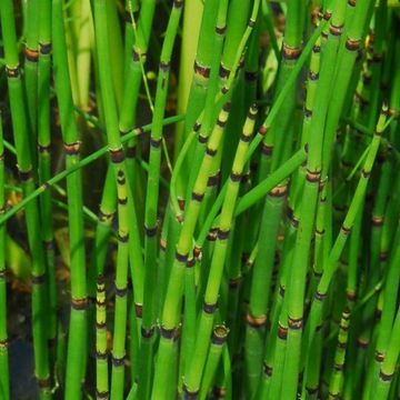 Equisetum 'Japonicum'