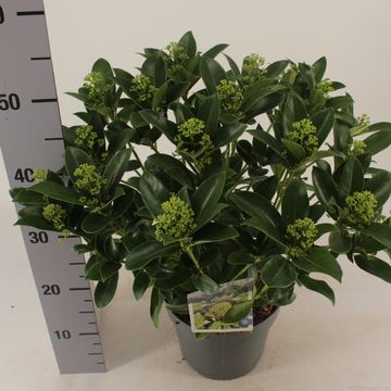 Skimmia japonica WHITE GLOBE