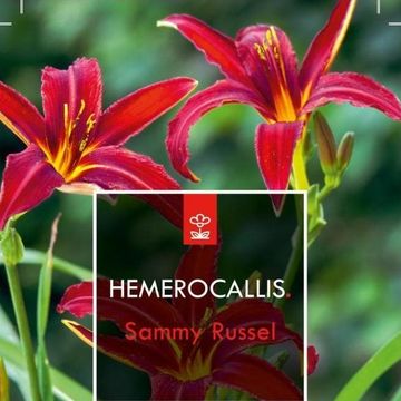 Hemerocallis 'Sammy Russell'
