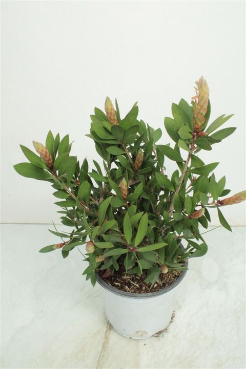 Callistemon citrinus