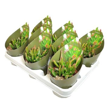 Crassula ovata 'Hobbit'
