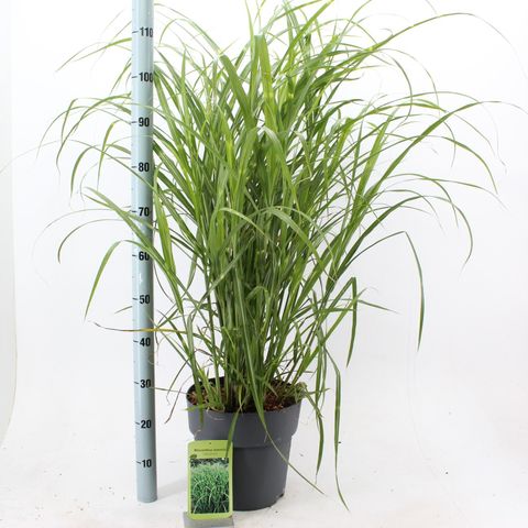 Miscanthus sinensis 'Zebrinus'