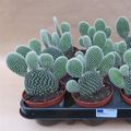 Opuntia microdasys 'Albispina'