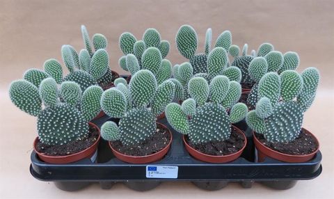 Opuntia microdasys 'Albispina'