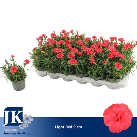 Dianthus OSCAR RED