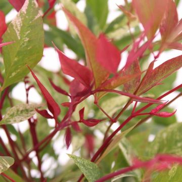 Nandina domestica 'Red Light'