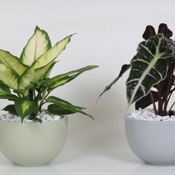 Arrangement Houseplants