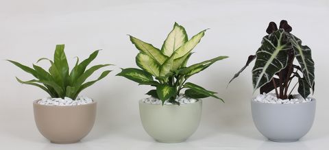 Düzenlemeler Houseplants