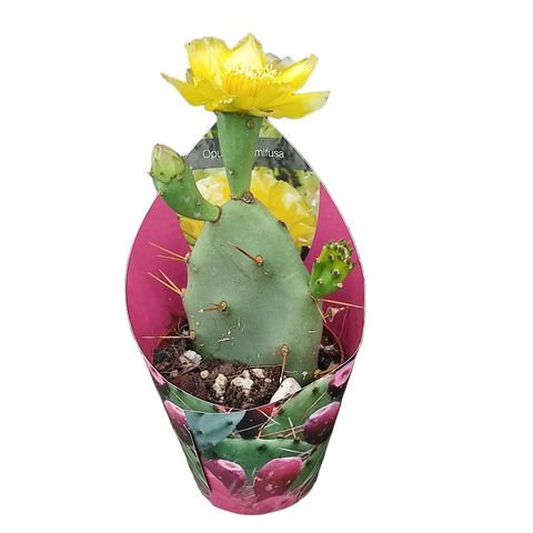 Opuntia humifusa