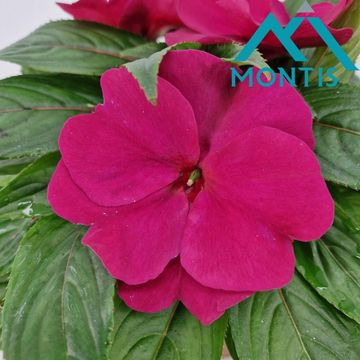 Impatiens COLORPOWER PURPLE BLUE