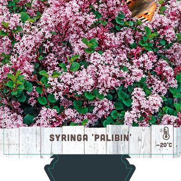 Syringa meyeri 'Palibin'