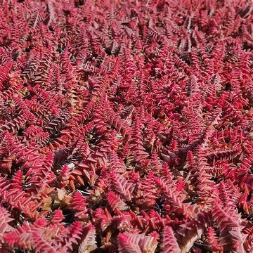 Crassula exilis cooperi