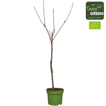 Prunus avium 'Stella'