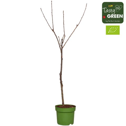 Prunus avium 'Stella'